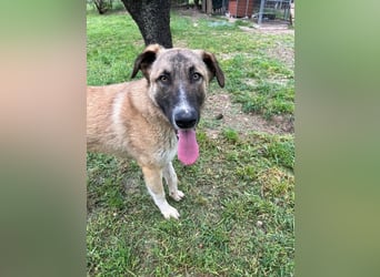 Phoenix - Herzenshund sucht sein großes Glück