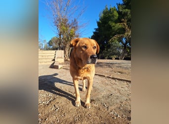 Seelenhund Micquel sucht seine Menschen