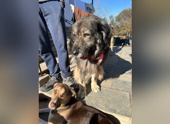 Sparta - kuscheliger Hundeopi sucht gemütliches Körbchen