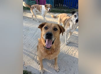 Seelenhund Micquel sucht seine Menschen