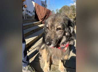 Sparta - kuscheliger Hundeopi sucht gemütliches Körbchen