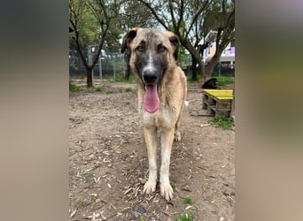 Phoenix - Herzenshund sucht sein großes Glück