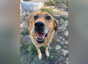 Seelenhund Micquel sucht seine Menschen