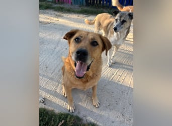 Seelenhund Micquel sucht seine Menschen