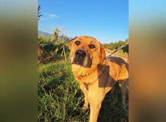 Seelenhund Micquel sucht seine Menschen