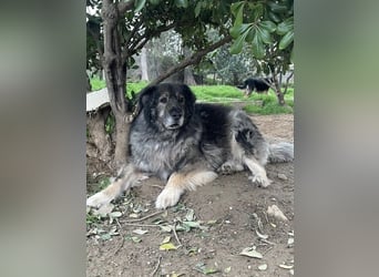 NOTFALL - Letzter liebevoller Platz für Hundeopa Sparta gesucht