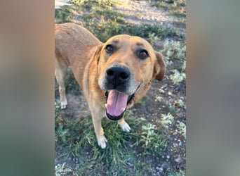 Seelenhund Micquel sucht seine Menschen