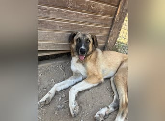 Phoenix - Herzenshund sucht sein großes Glück