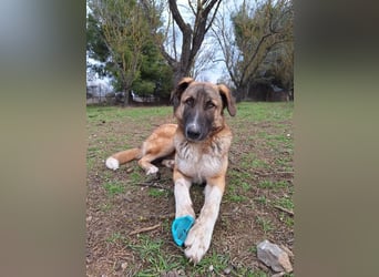 Phoenix - Herzenshund sucht sein großes Glück