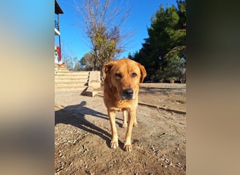 Seelenhund Micquel sucht seine Menschen