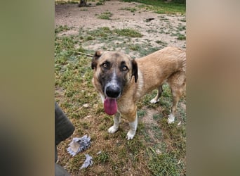 Phoenix - Herzenshund sucht sein großes Glück