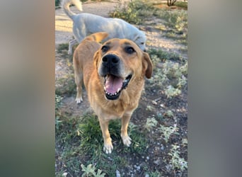 Seelenhund Micquel sucht seine Menschen