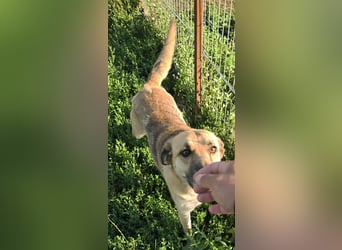 NABILIA ♥  - Gerettet aus der Tötung von Moreni