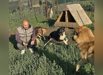 NABILIA ♥  - Gerettet aus der Tötung von Moreni