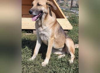 NABILIA ♥  - Gerettet aus der Tötung von Moreni