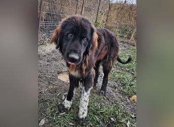 Sir Gawain - gerettet aus der Tötung von Moreni/Rumänien