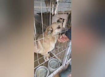 NABILIA ♥  - Gerettet aus der Tötung von Moreni