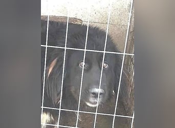 Sir Gawain - gerettet aus der Tötung von Moreni/Rumänien