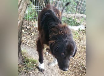 Sir Gawain - gerettet aus der Tötung von Moreni/Rumänien