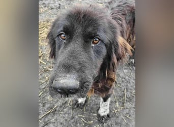 Sir Gawain - gerettet aus der Tötung von Moreni/Rumänien