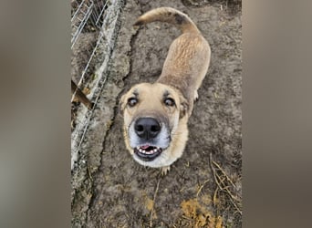 NABILIA ♥  - Gerettet aus der Tötung von Moreni