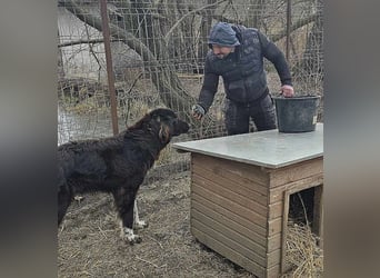 Sir Gawain - gerettet aus der Tötung von Moreni/Rumänien