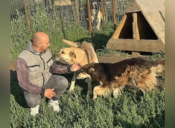 NABILIA ♥  - Gerettet aus der Tötung von Moreni