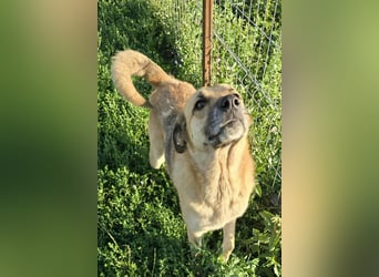 NABILIA ♥  - Gerettet aus der Tötung von Moreni