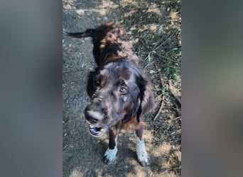 Sir Gawain - gerettet aus der Tötung von Moreni/Rumänien