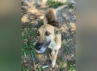 NABILIA ♥  - Gerettet aus der Tötung von Moreni