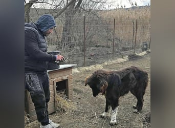 Sir Gawain - gerettet aus der Tötung von Moreni/Rumänien