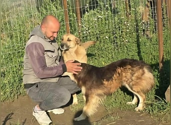 NABILIA ♥  - Gerettet aus der Tötung von Moreni