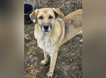 NABILIA ♥  - Gerettet aus der Tötung von Moreni