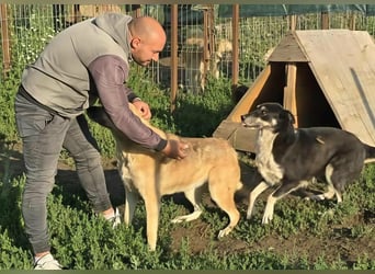 NABILIA ♥  - Gerettet aus der Tötung von Moreni