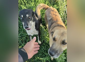 NABILIA ♥  - Gerettet aus der Tötung von Moreni