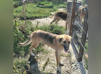 NABILIA ♥  - Gerettet aus der Tötung von Moreni