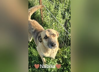NABILIA ♥  - Gerettet aus der Tötung von Moreni