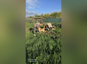 NABILIA ♥  - Gerettet aus der Tötung von Moreni