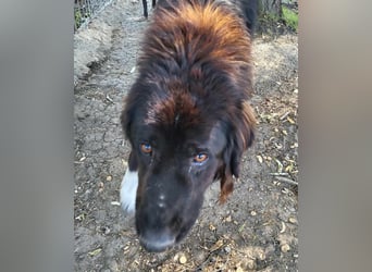 Sir Gawain - gerettet aus der Tötung von Moreni/Rumänien