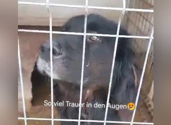 Sir Gawain - gerettet aus der Tötung von Moreni/Rumänien