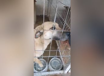 NABILIA ♥  - Gerettet aus der Tötung von Moreni