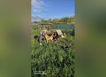 NABILIA ♥  - Gerettet aus der Tötung von Moreni