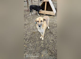 NABILIA ♥  - Gerettet aus der Tötung von Moreni