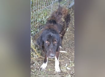 Sir Gawain - gerettet aus der Tötung von Moreni/Rumänien