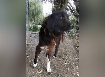 Sir Gawain - gerettet aus der Tötung von Moreni/Rumänien