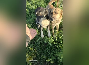 NABILIA ♥  - Gerettet aus der Tötung von Moreni