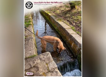 Hübscher Paco sucht ein neues Zuhause
