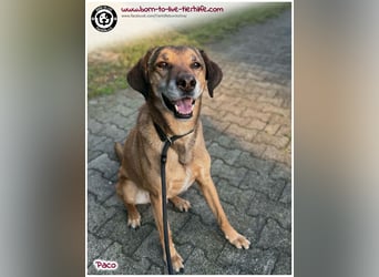 Hübscher Paco sucht ein neues Zuhause