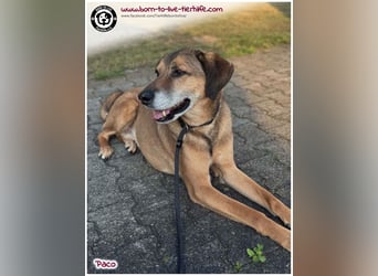 Hübscher Paco sucht ein neues Zuhause