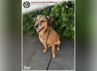 Hübscher Paco sucht ein neues Zuhause